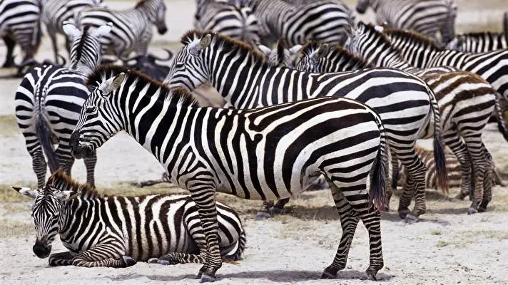 Zebra theme for Windows 11 Slideshow image 3