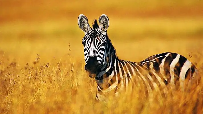 Zebra theme for Windows 11 Slideshow image 4