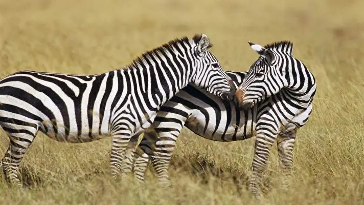 Zebra theme for Windows 11 Slideshow image 5